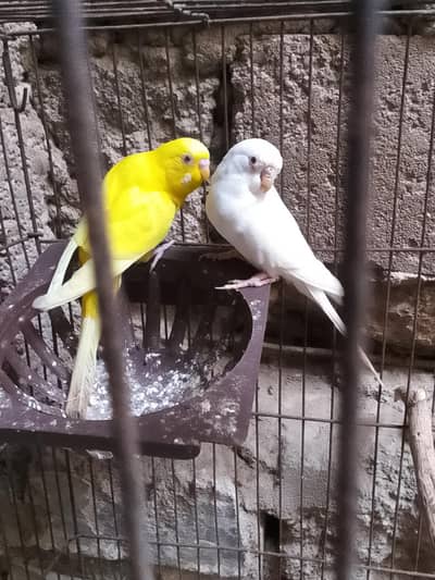 Australian parrot sale