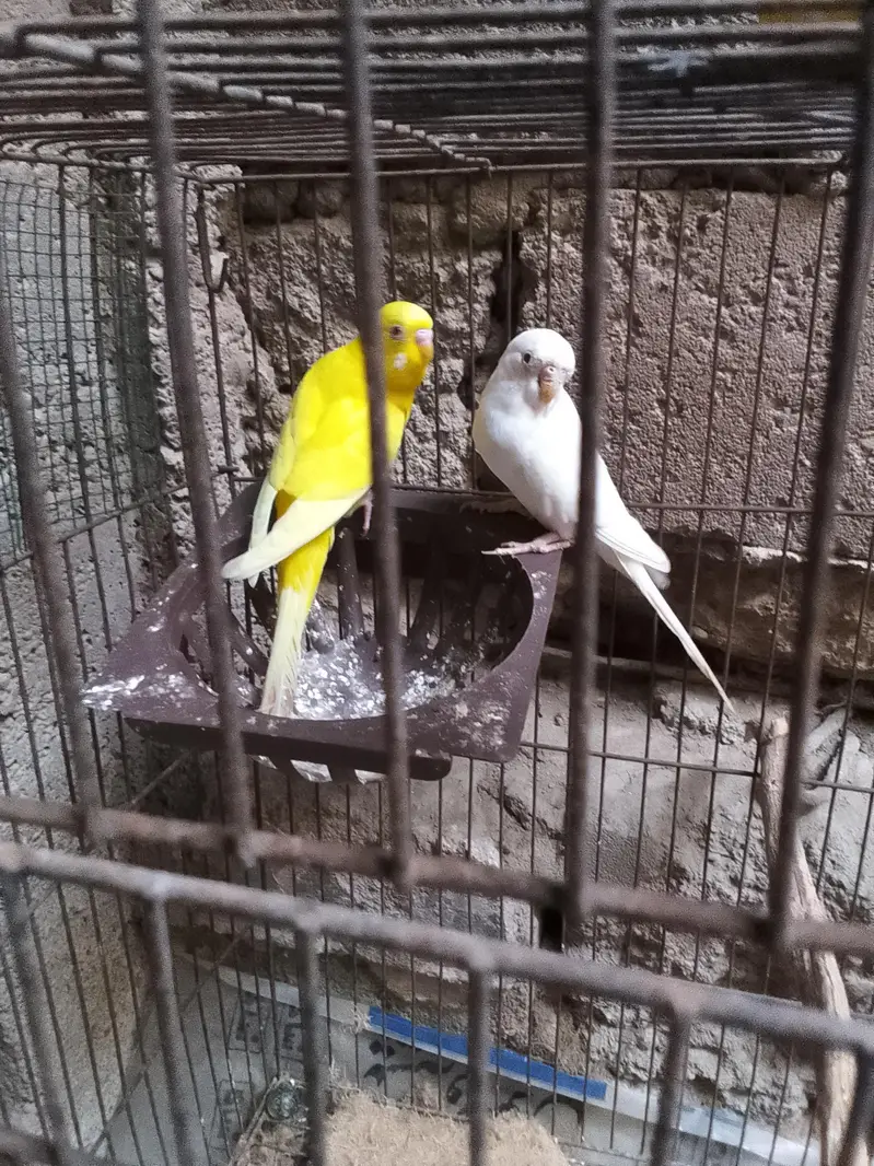 Australian parrot sale — photo 2
