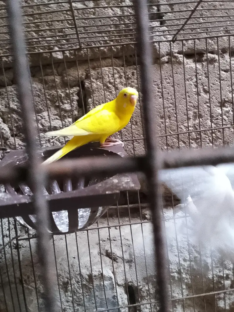 Australian parrot sale — photo 3