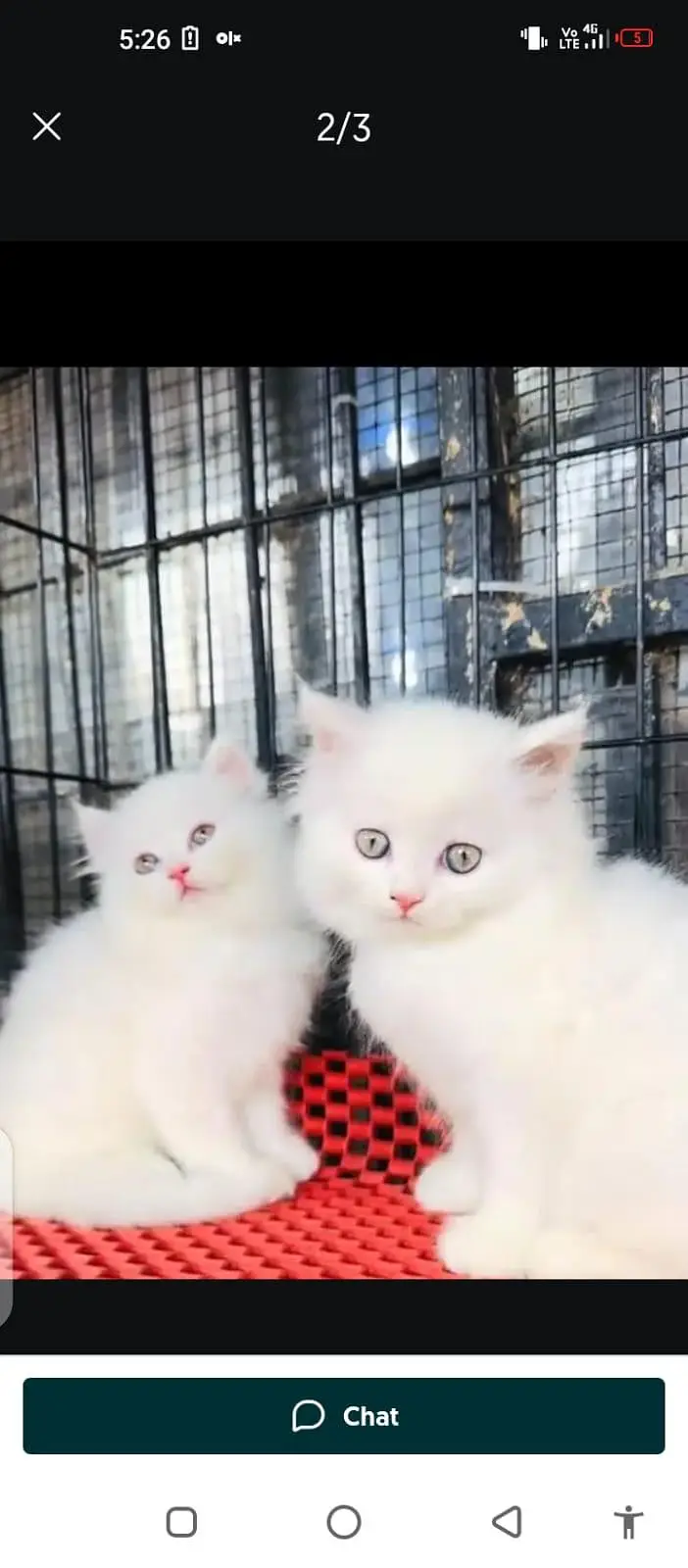 Persian cat for sale male or female my WhatsApp number 307=93=30=944 — photo 2