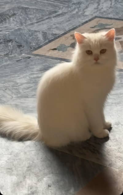 Persian cat triple coat while yellow eyes