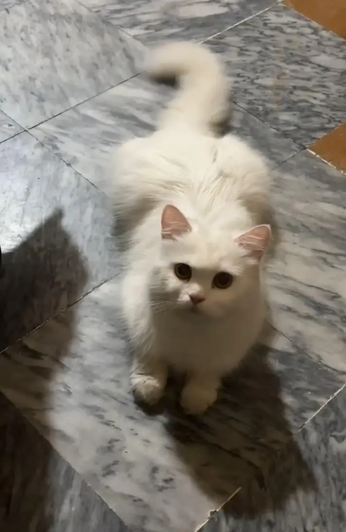 Persian cat triple coat while yellow eyes — photo 2