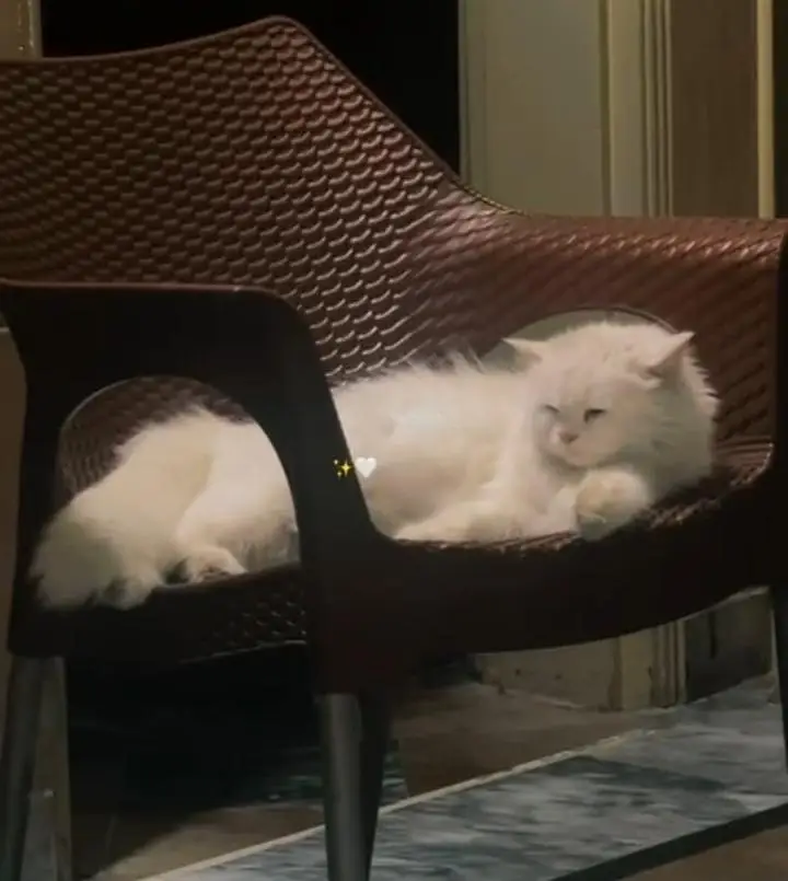 Persian cat triple coat while yellow eyes — photo 3