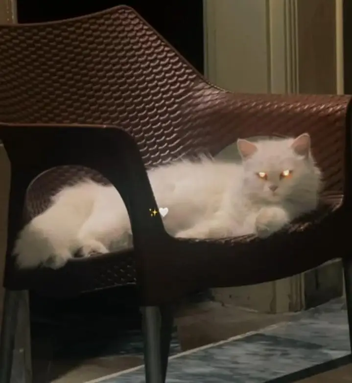 Persian cat triple coat while yellow eyes — photo 4