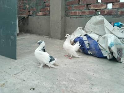 white Indian lakky breeder pair for sale