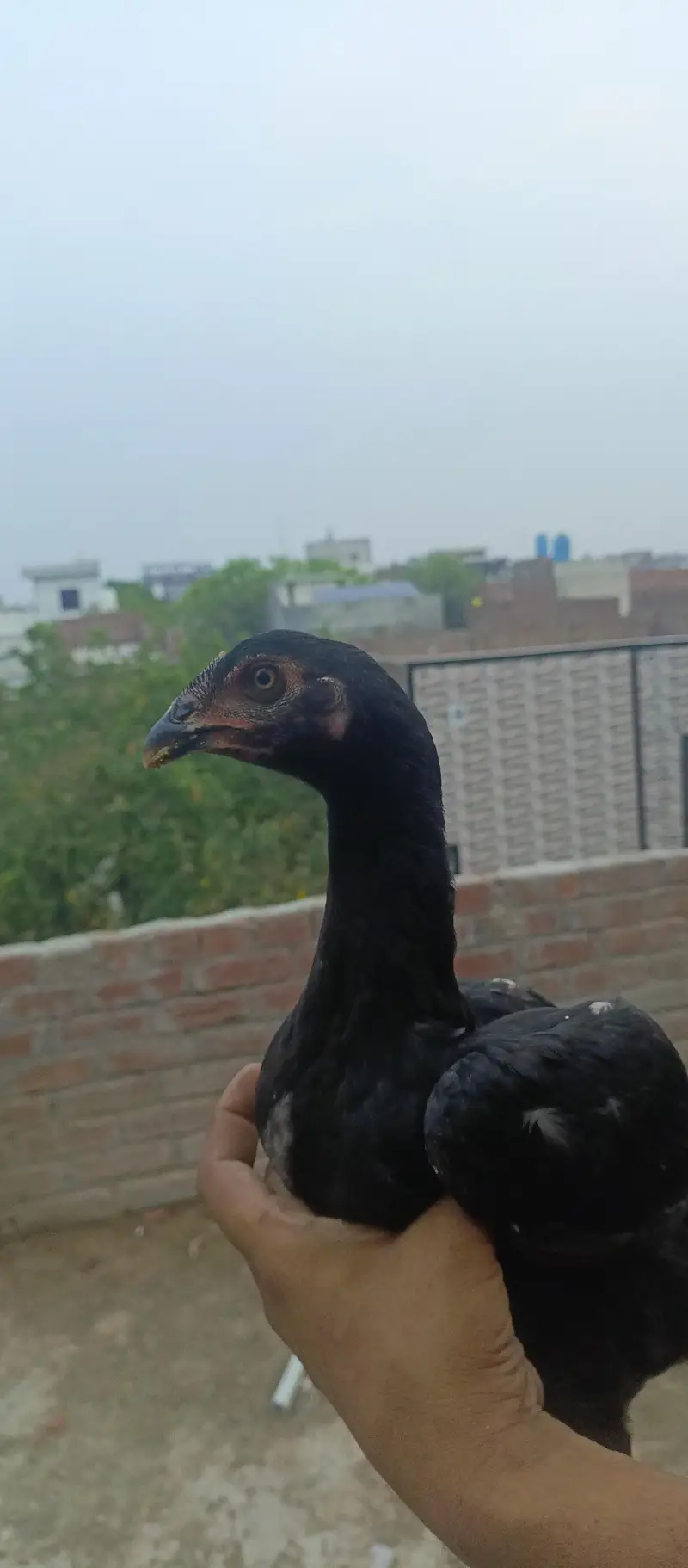 Thai Breed — photo 2