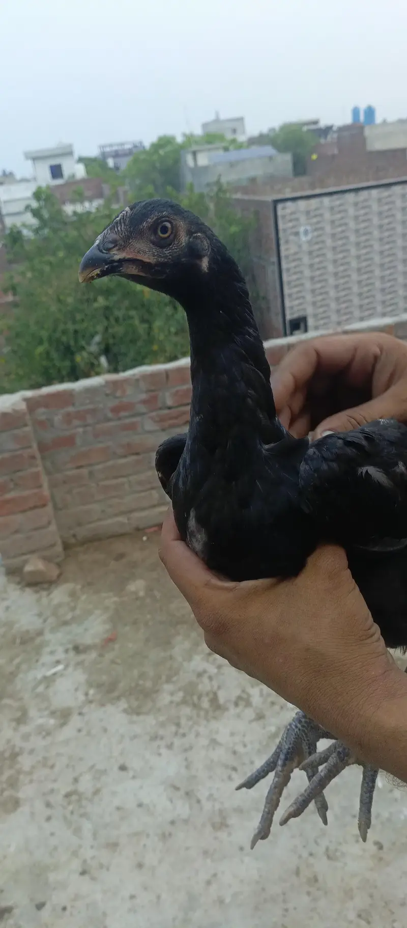 Thai Breed — photo 3