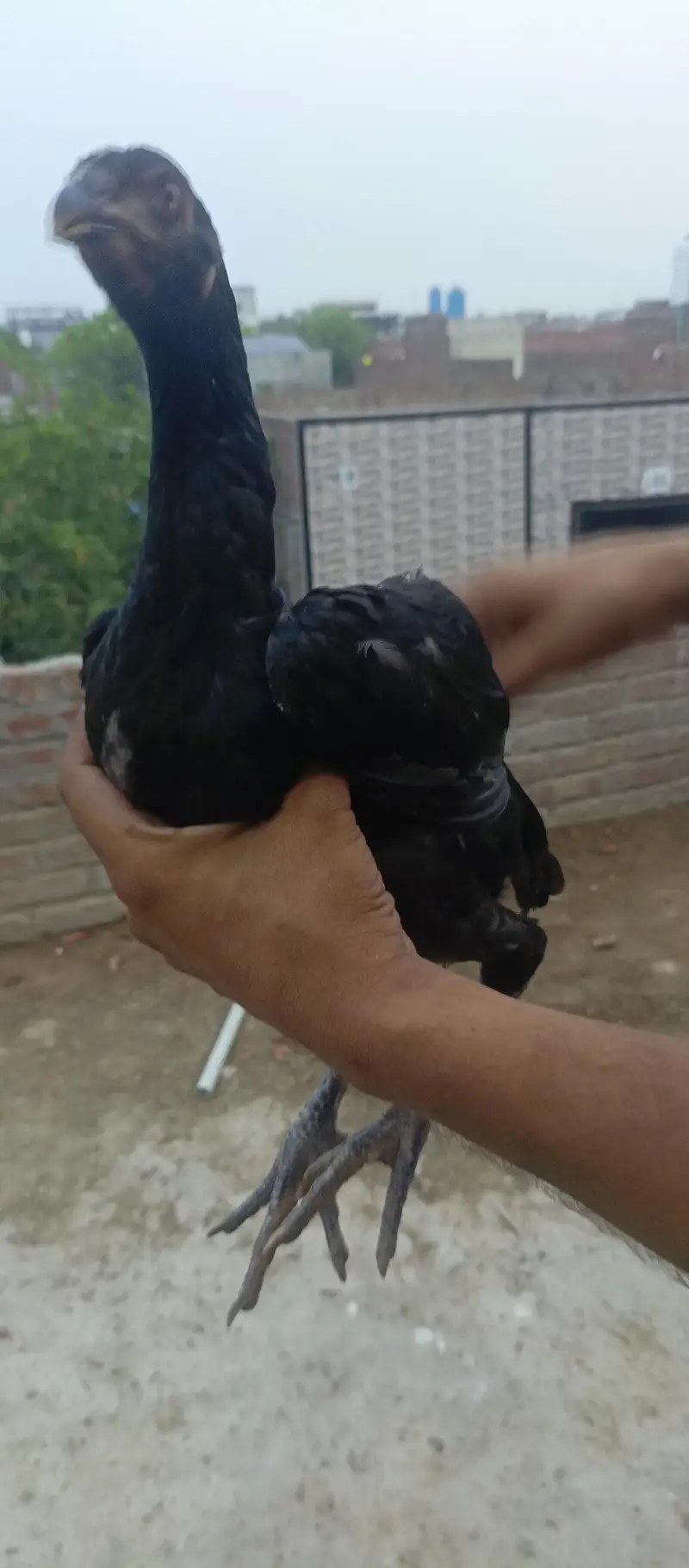 Thai Breed — photo 4