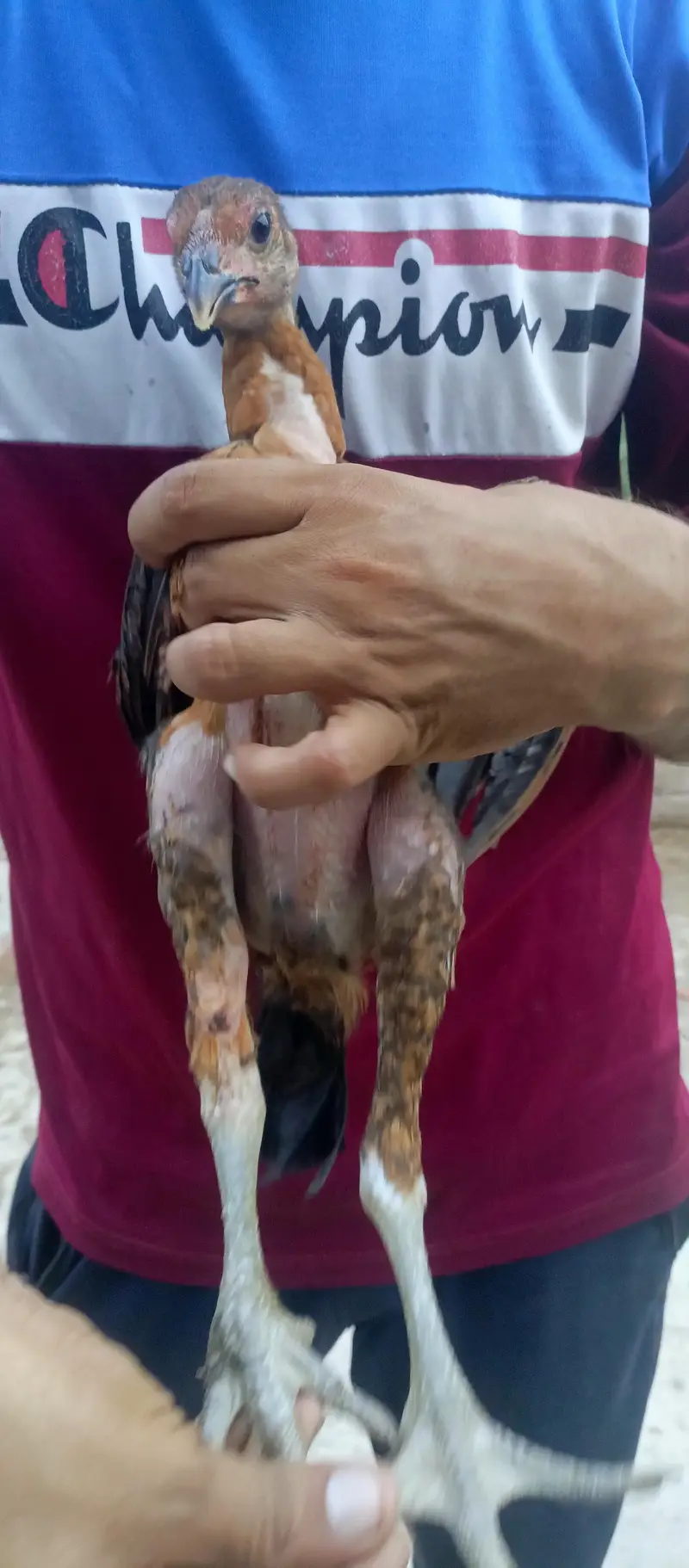 Thai Breed — photo 8