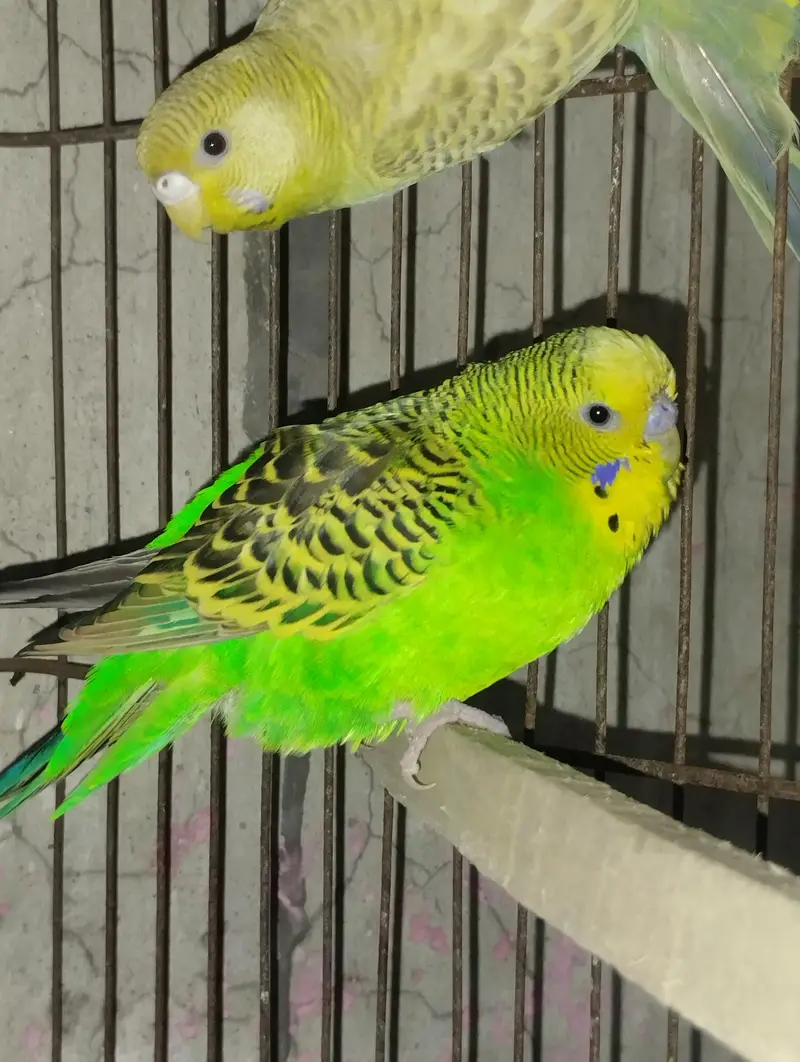 cocktail ka pair 4500 ka bredar hai — photo 2