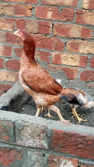 Aseel hen with 3 chicks
