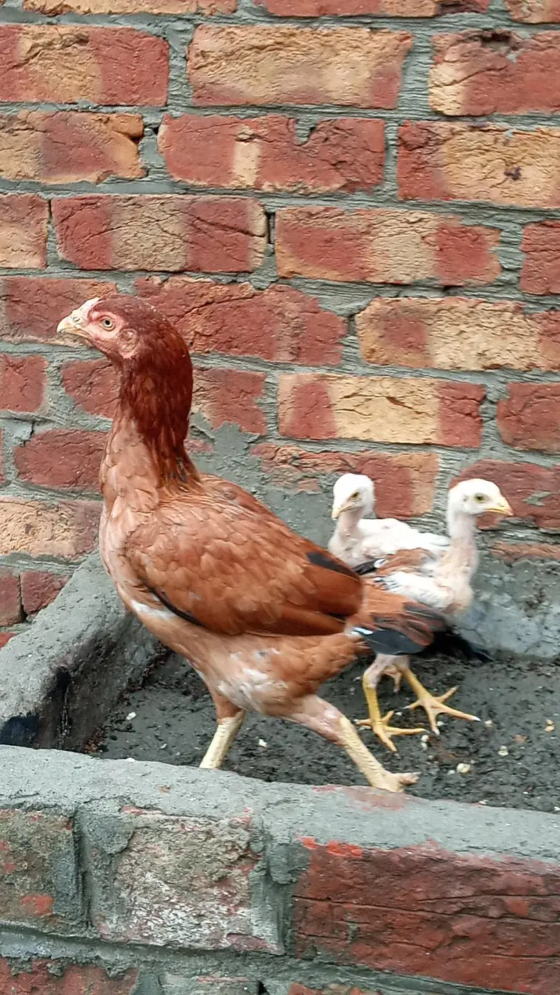 Aseel hen with 3 chicks — photo 2