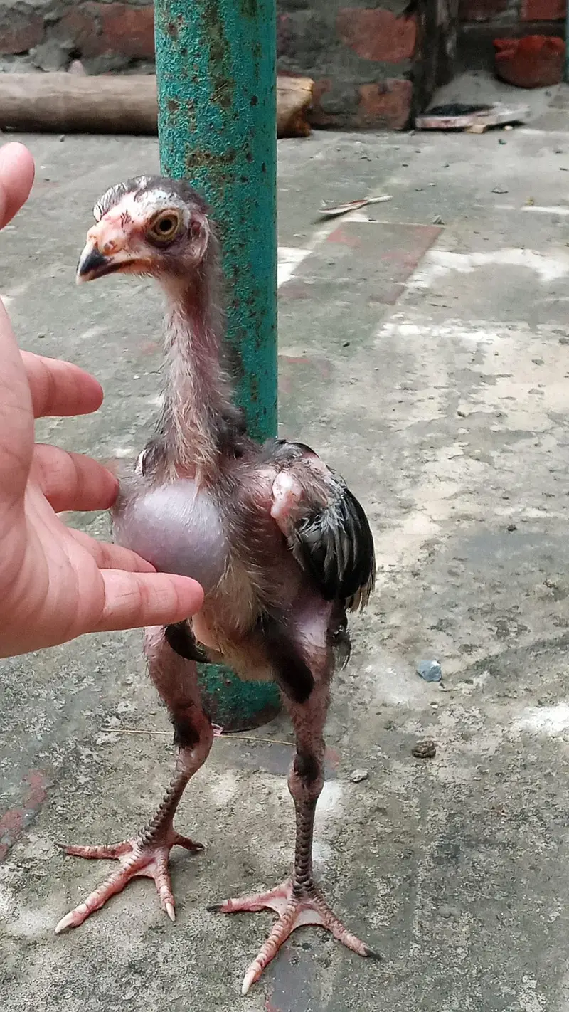 Aseel hen with 3 chicks — photo 5
