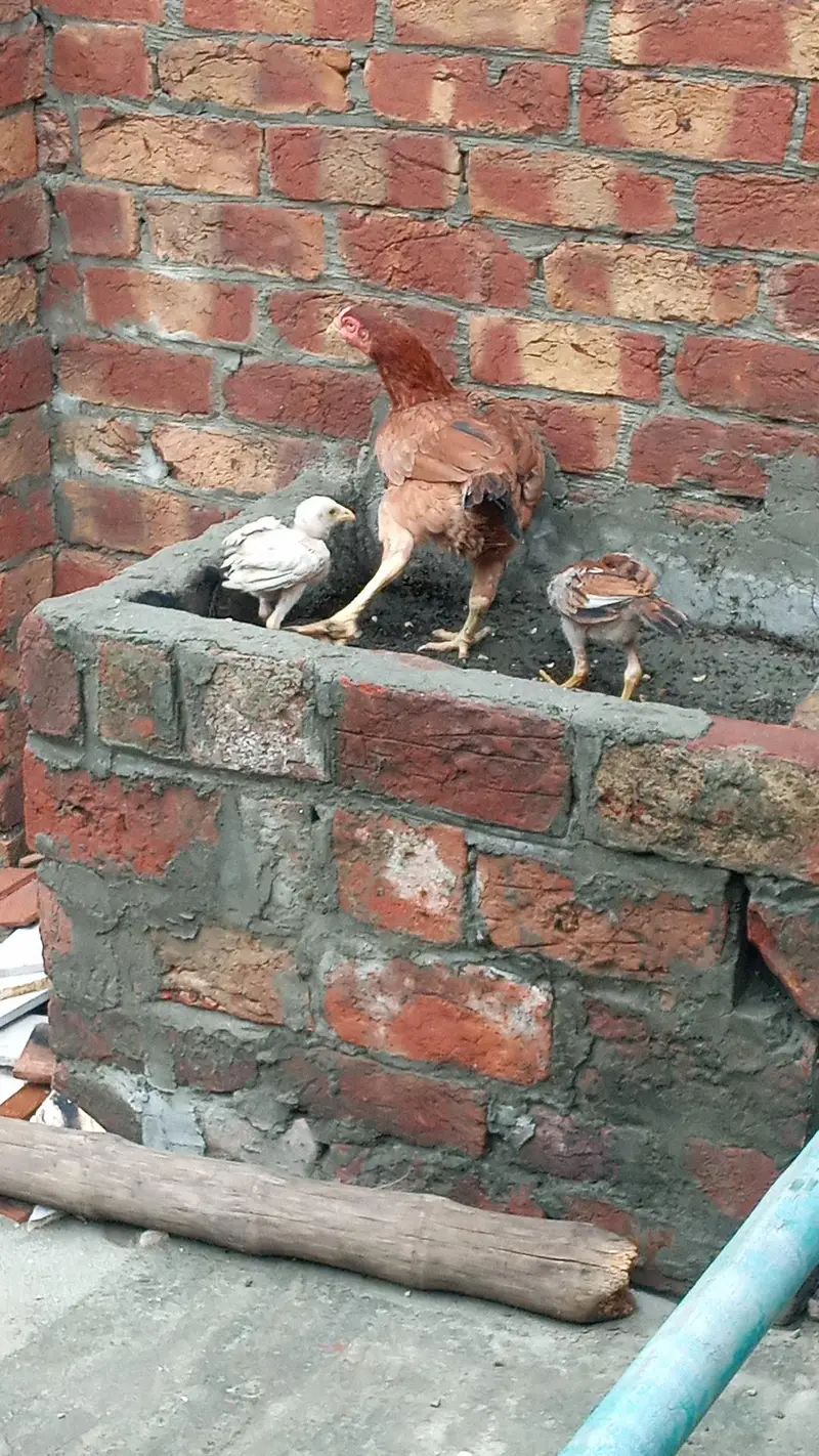 Aseel hen with 3 chicks — photo 6