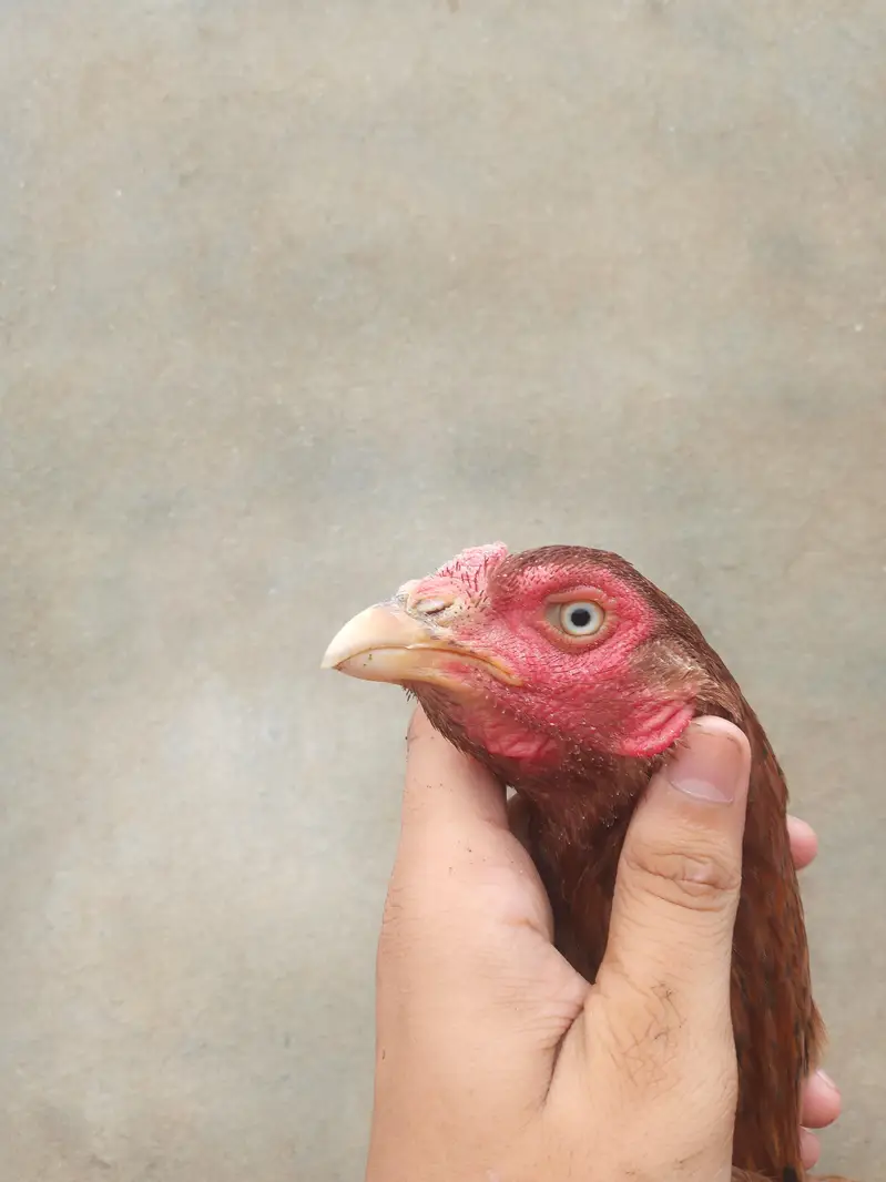Aseel hen with 3 chicks — photo 7