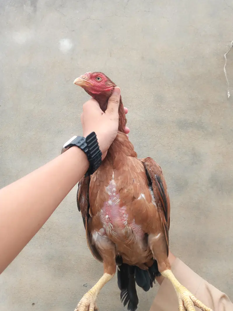 Aseel hen with 3 chicks — photo 9