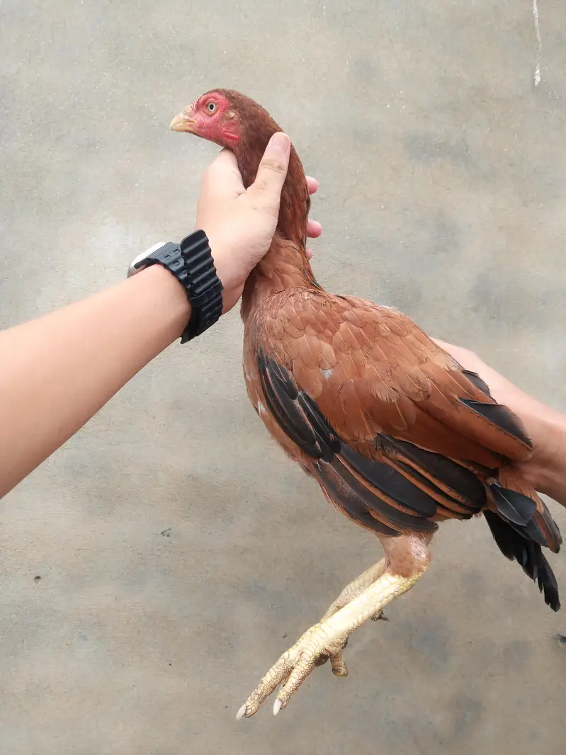 Aseel hen with 3 chicks — photo 10