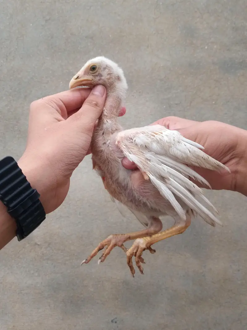 Aseel hen with 3 chicks — photo 11