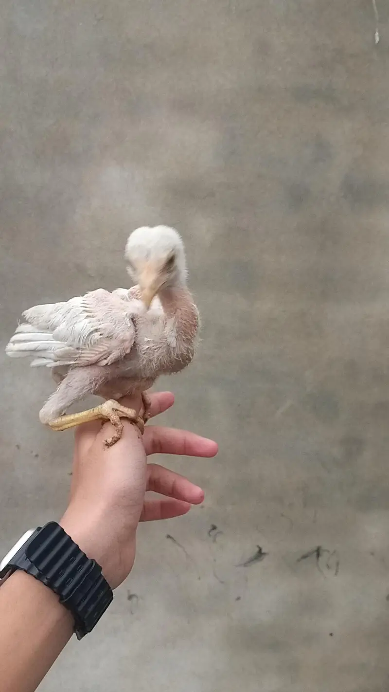 Aseel hen with 3 chicks — photo 12