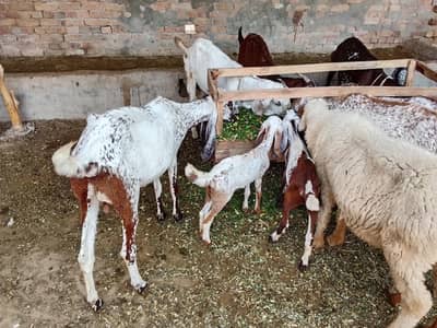 bakri 2 bachy male or female03051848778