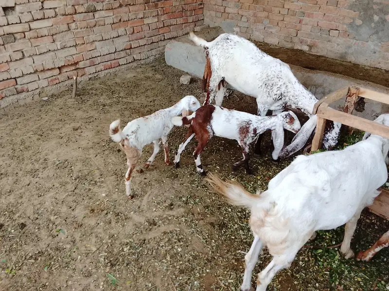 bakri 2 bachy male or female03051848778 — photo 2