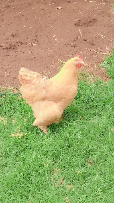 Golden buff for sale