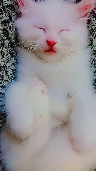 persion cat white eyes