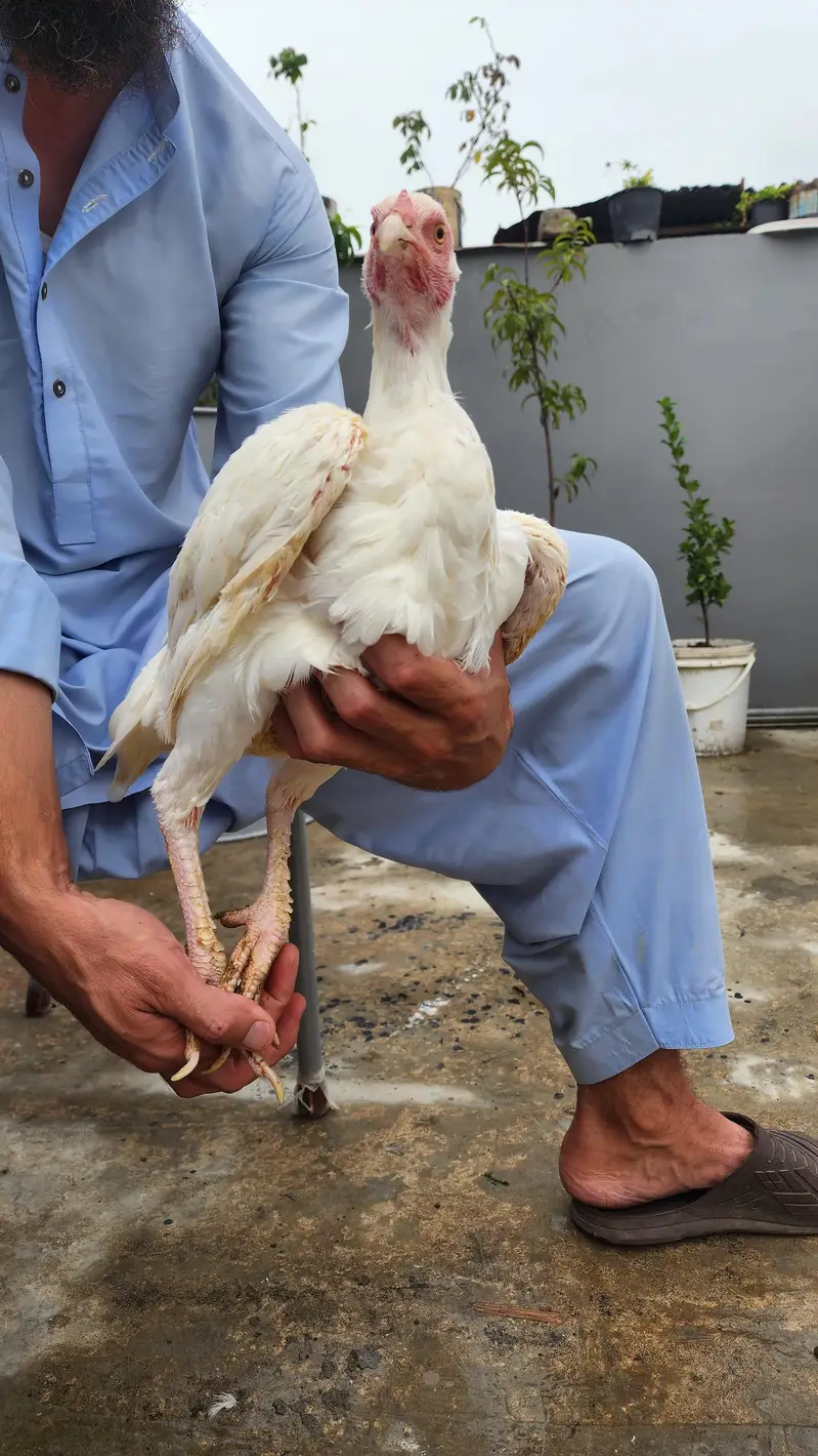 Aseel Heera — photo 3