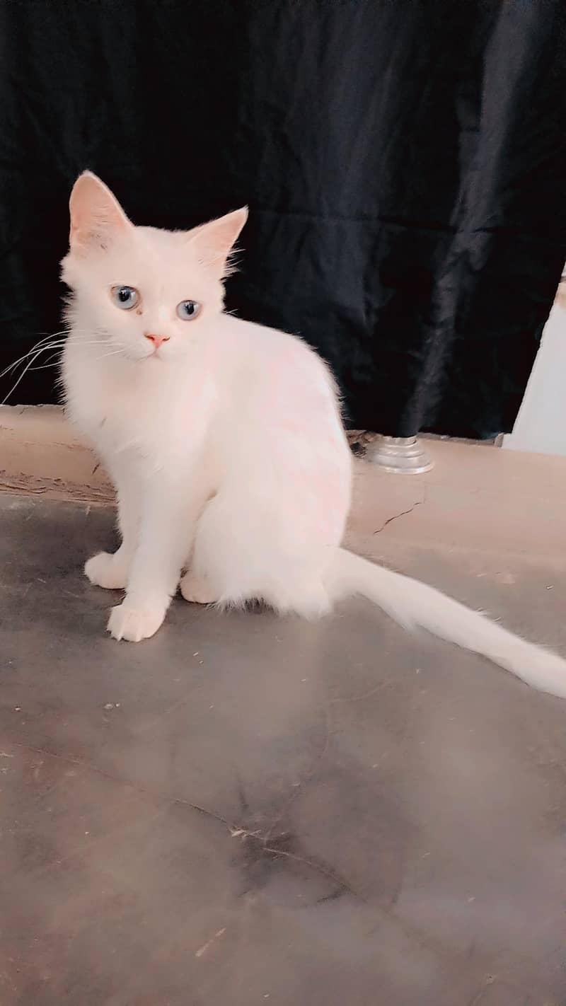 persion cat 0