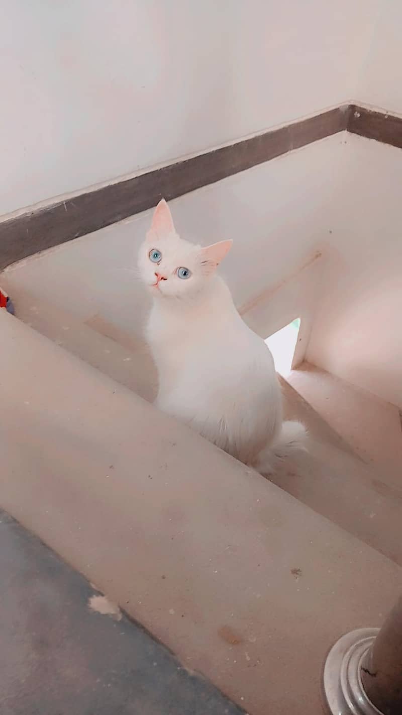 persion cat 1