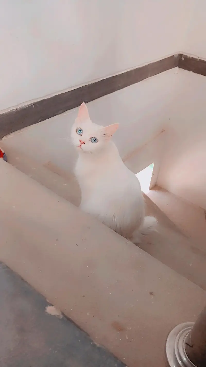 persion cat — photo 2