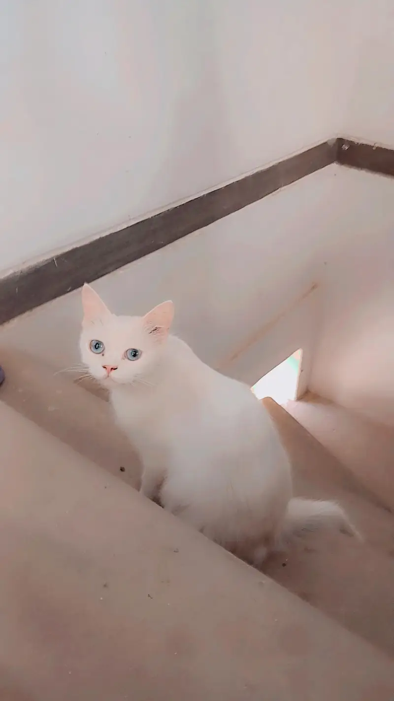 persion cat — photo 3