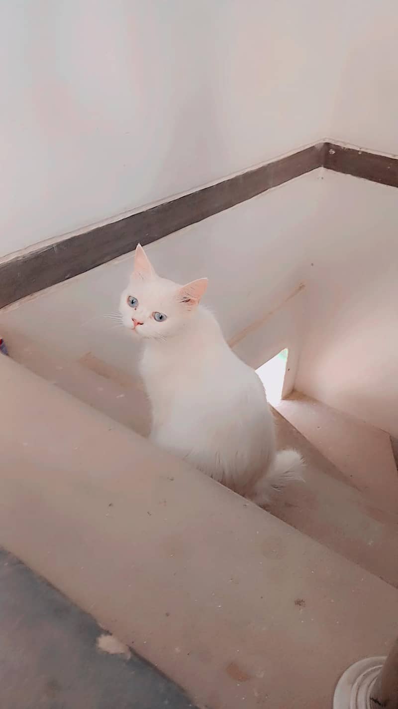 persion cat 3