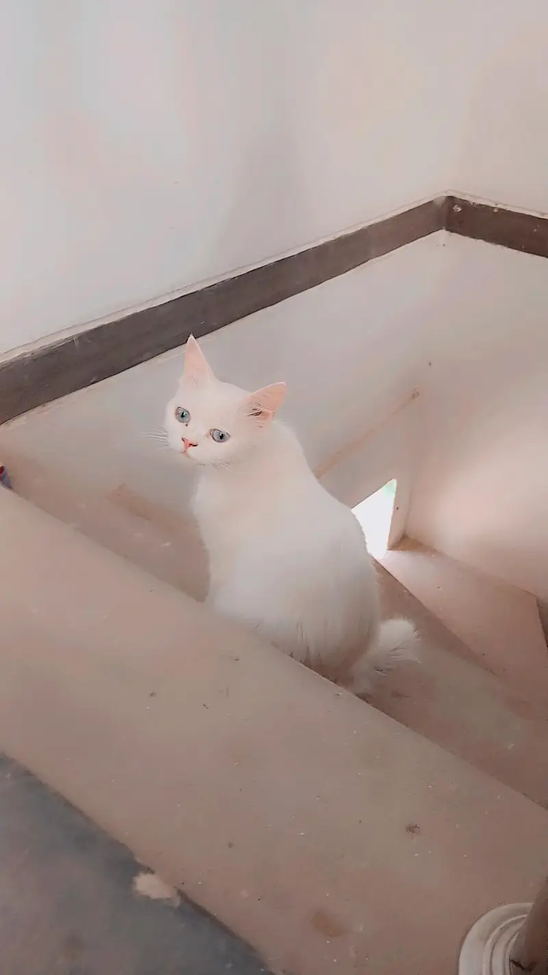persion cat — photo 4