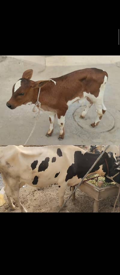 the best offers  cow