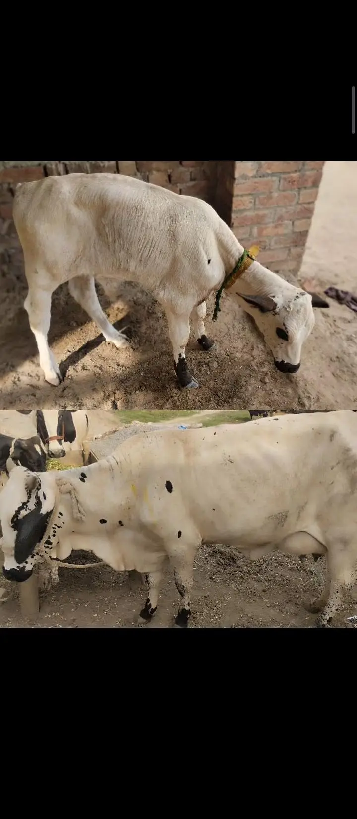 the best offers  cow — photo 2