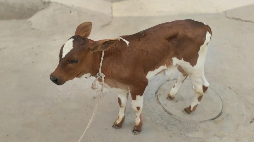 the best offers  cow — photo 3