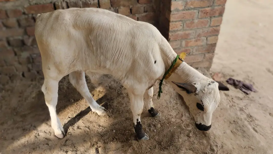 the best offers  cow — photo 4