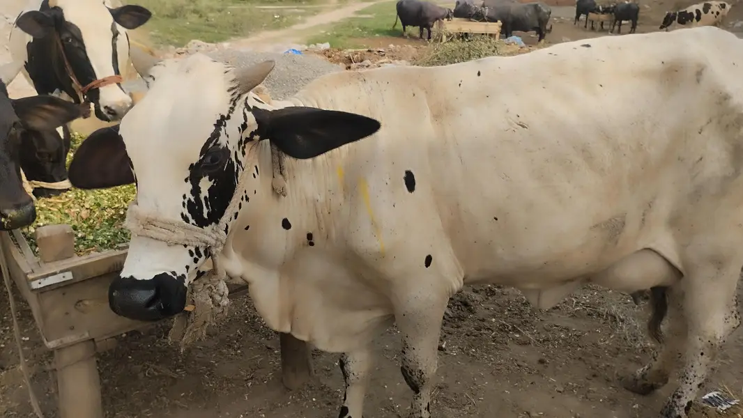 the best offers  cow — photo 5