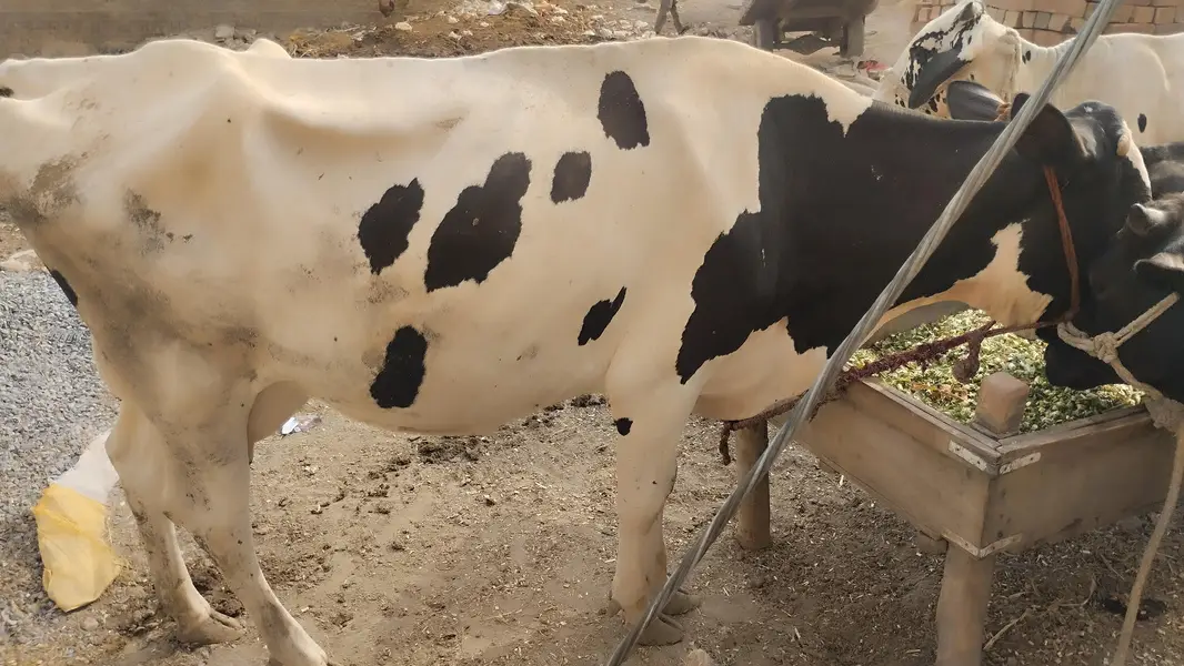 the best offers  cow — photo 7