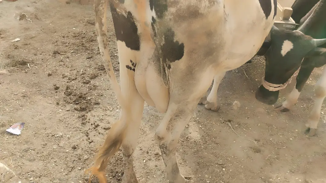 the best offers  cow — photo 8
