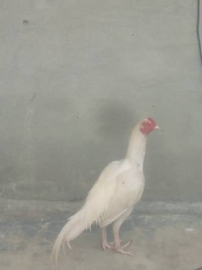 white murgha