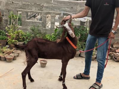 gulabi goats