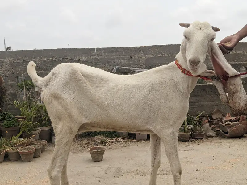 gulabi goats — photo 2