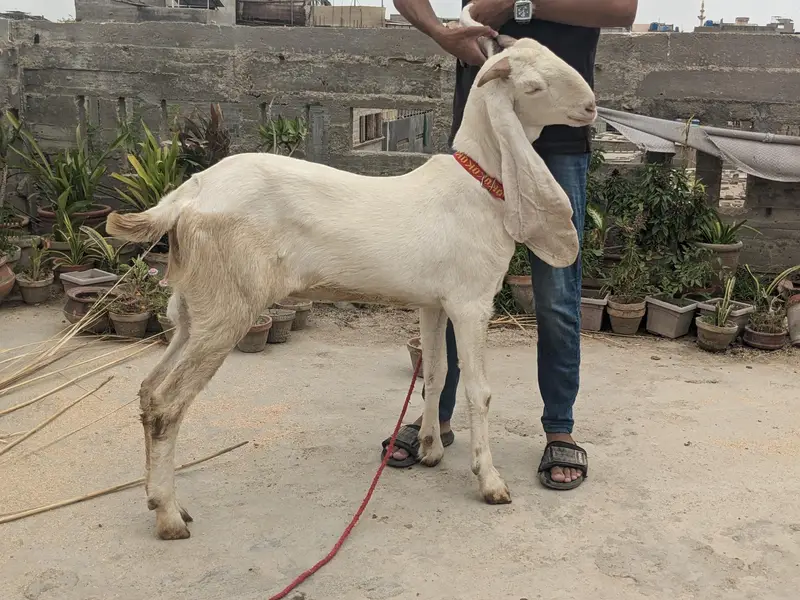 gulabi goats — photo 3