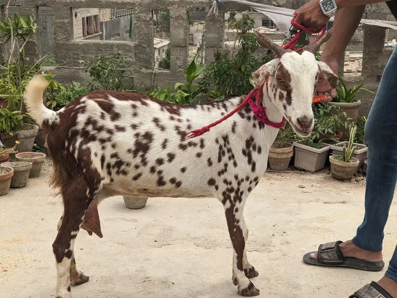 gulabi goats — photo 4