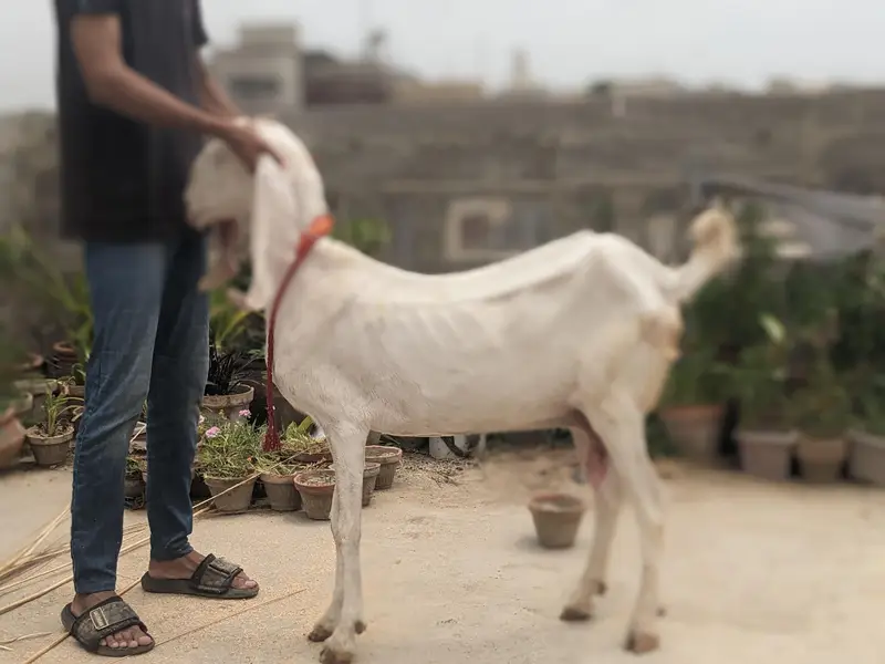 gulabi goats — photo 5