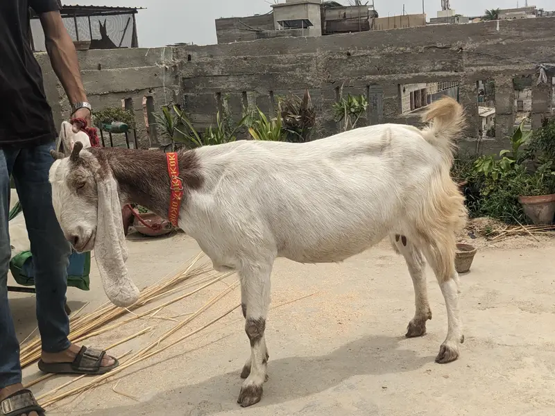 gulabi goats — photo 6
