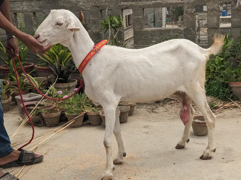 gulabi goats — photo 7
