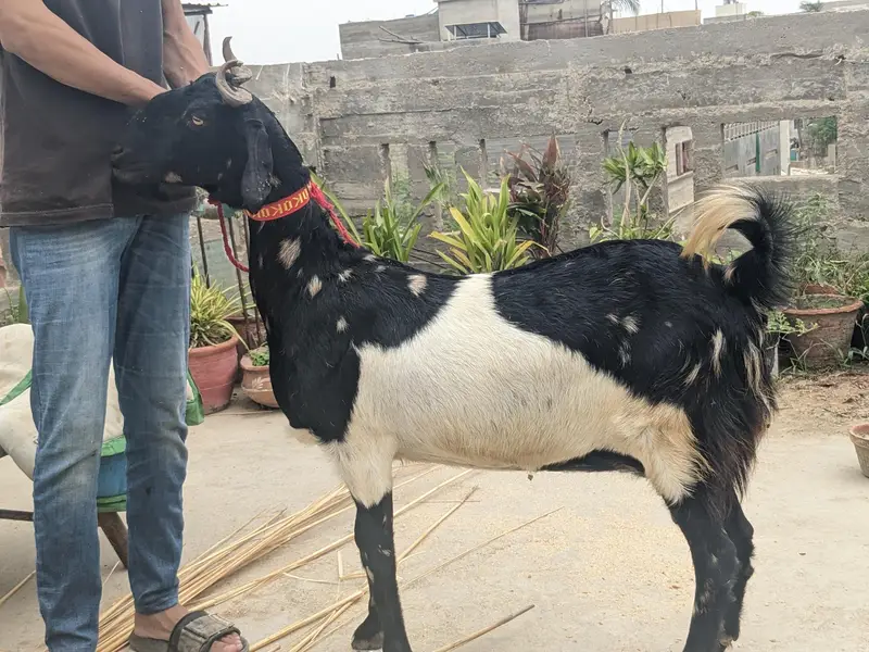 gulabi goats — photo 8